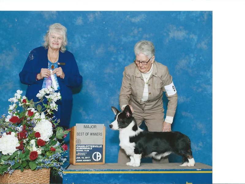 Debonaire Corgis photo 1