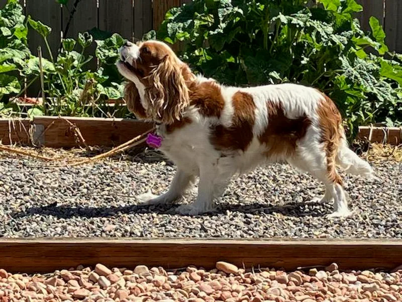 Debora's Cavalier King Charles Spaniels
