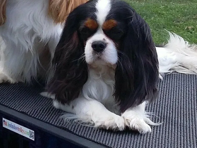 Deborah Hamblen's Cavaliers