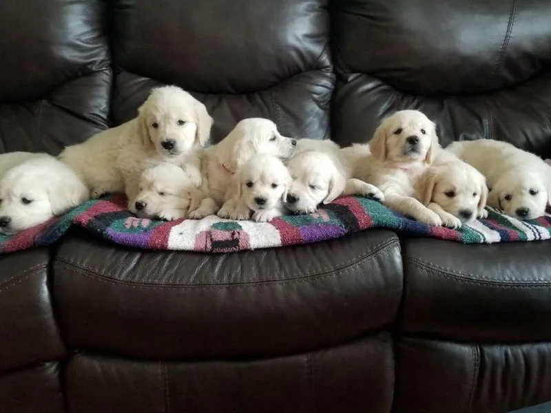 Deborah Hughes' Goldens