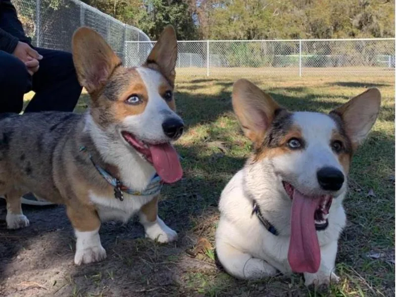 Deborah King's Cardigan Welsh Corgis
