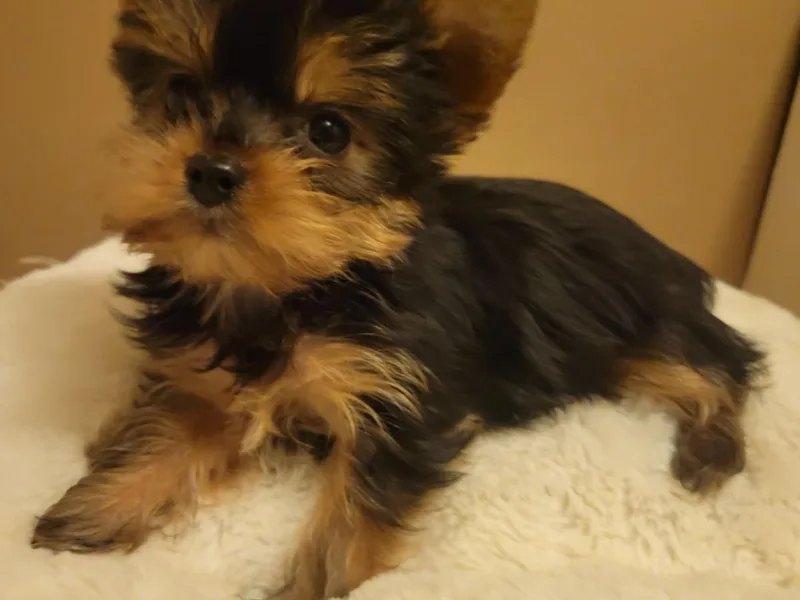 Deborah Punjak's Yorkshire Terriers
