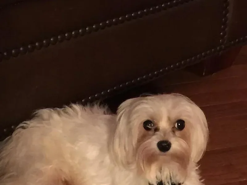 Deborah Richards yorkies