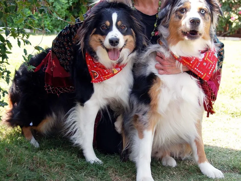 Deborah's Aussies