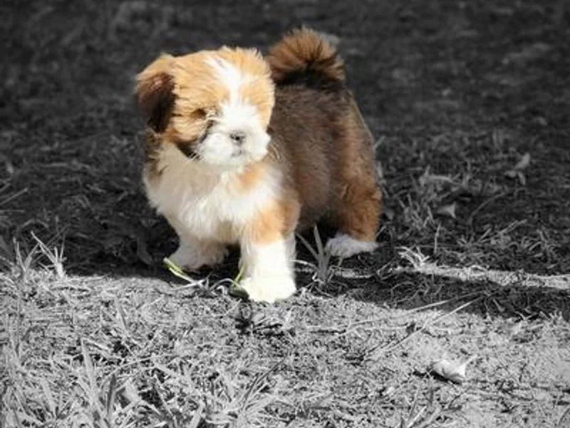 Deborah's Lhasa Apsos