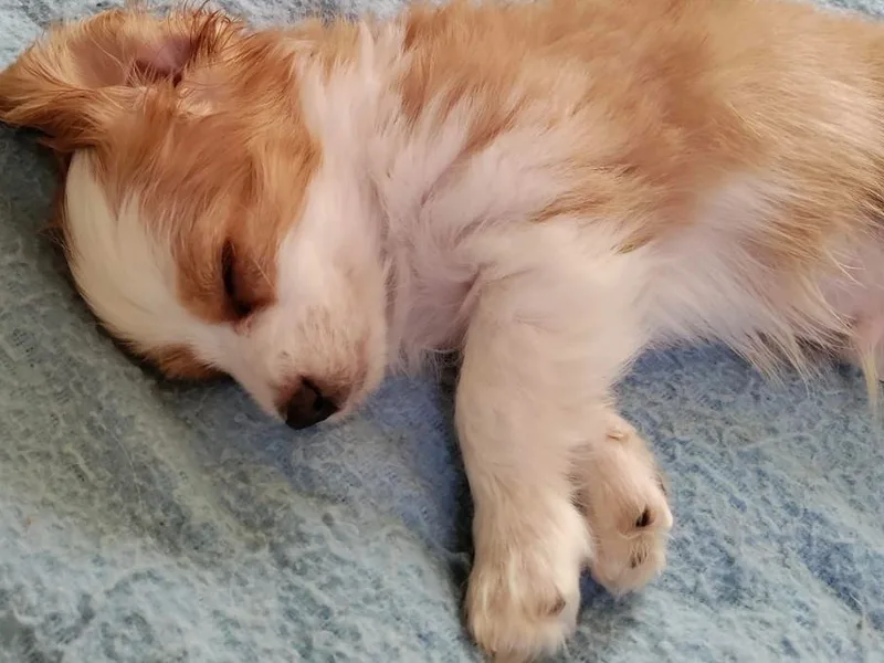 Deborah's Puppies
