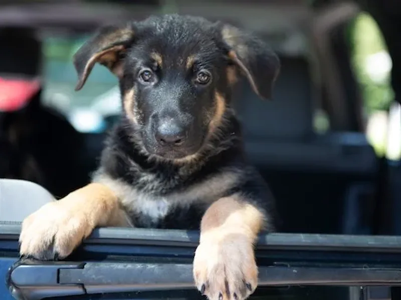 Debra Grieco German Shepherds - 845-590-9301