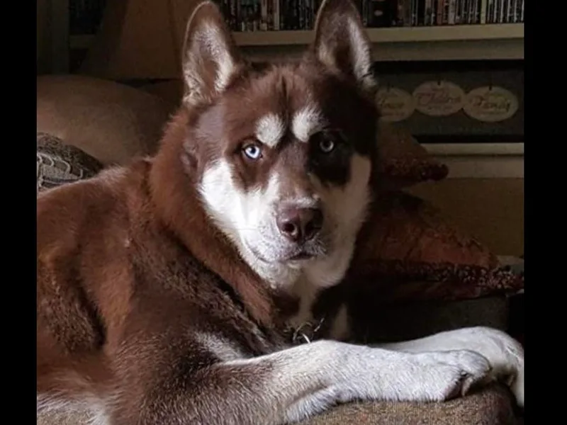 Debra Hickam's Siberian Huskies