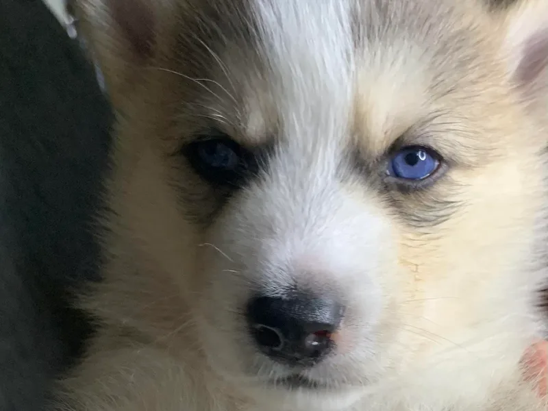 Debra's Siberian Husky's