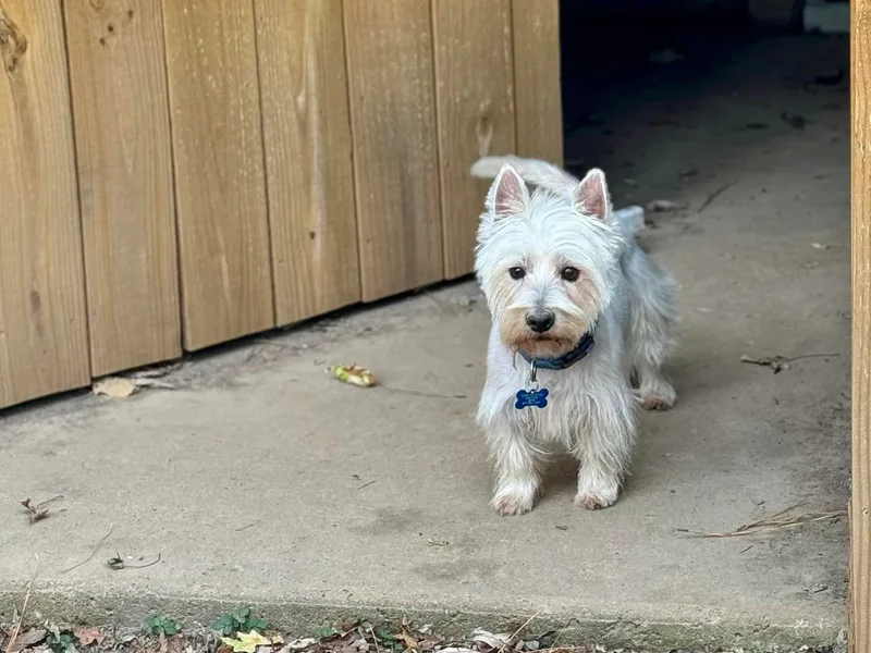 Debra's West Highland White Terriers