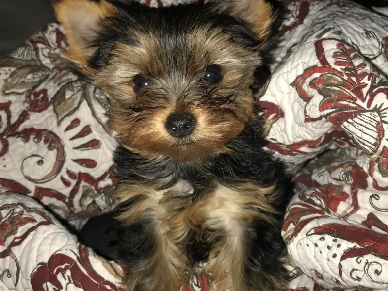 Debra’s Yorkies
