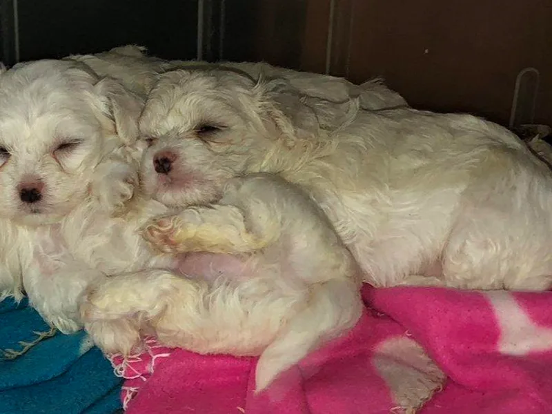 Debra Stacey's Maltipoo Puppies