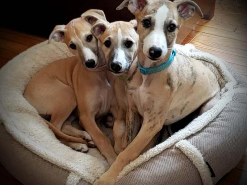 Debra Stafford's Whippets