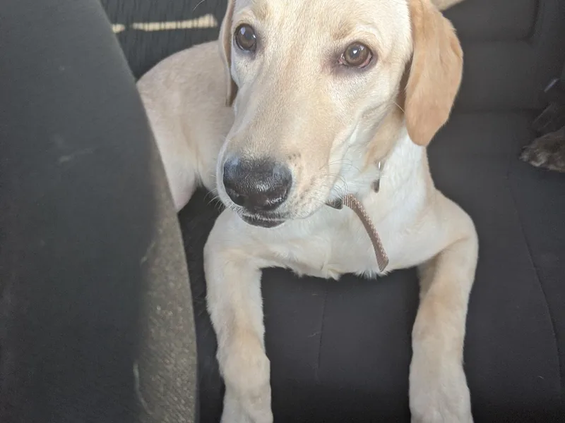 DeBruin Labrador Retrievers