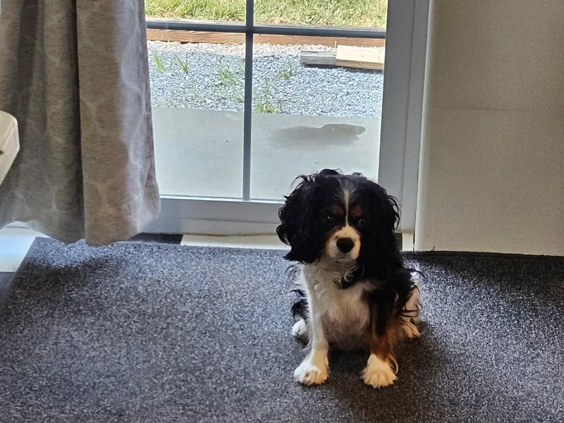 Debs Doodles, Cavapoos, Cavadoodles