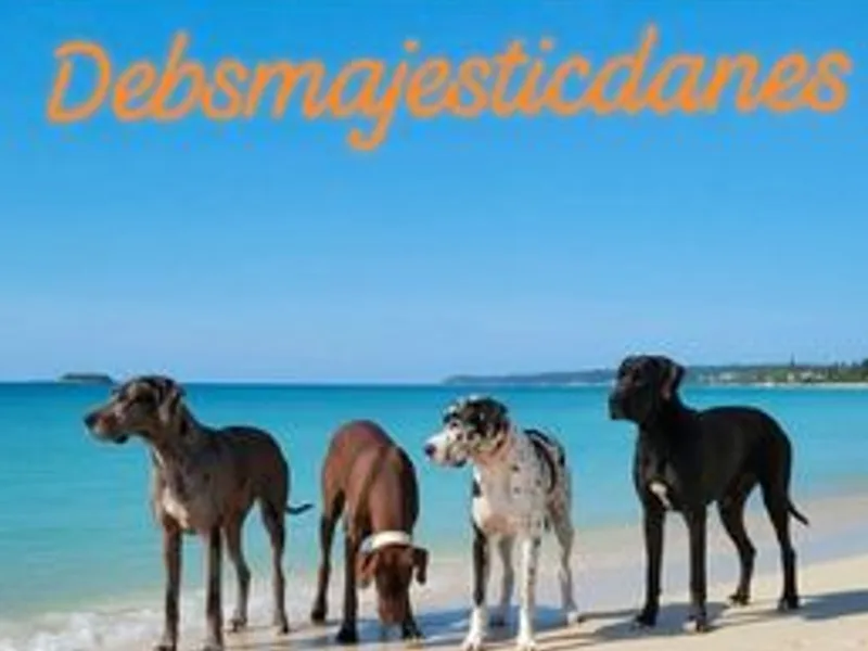 Debs,MajesticgreatDanes