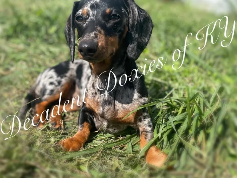 Decadent Doxies of KY