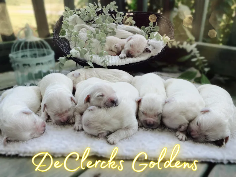 DeClercks Goldens