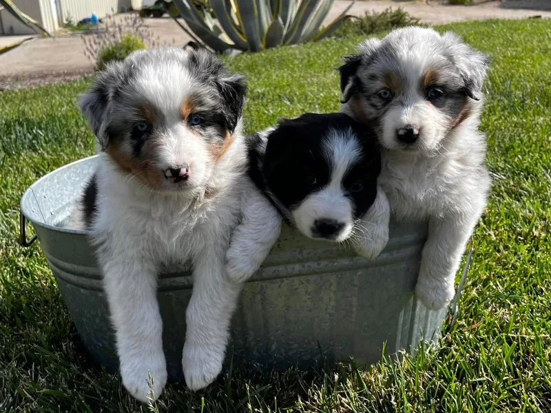 DeClue Ranch Australian Shepherds