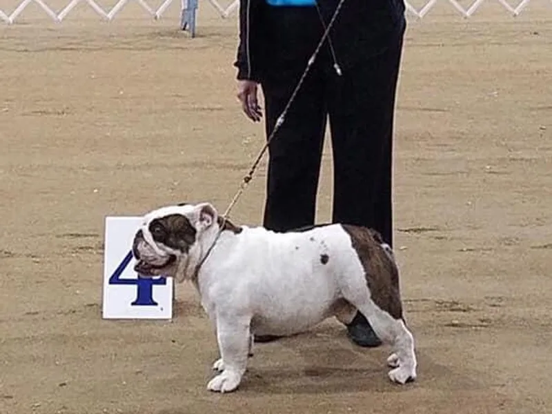 Dee Anne Jordan's Bulldogs