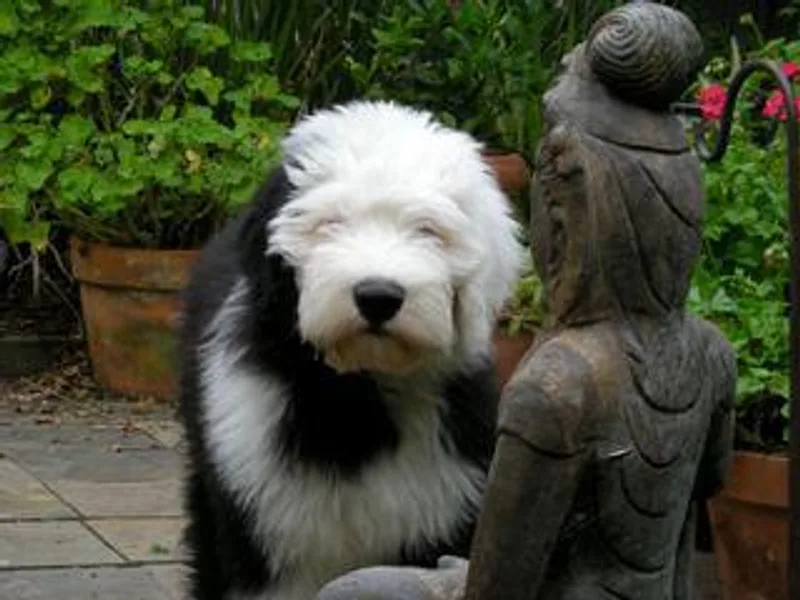 Dee Caswell's Old English Sheepdogs