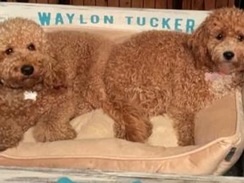 Dee Dee’s Mini Golden Doodles