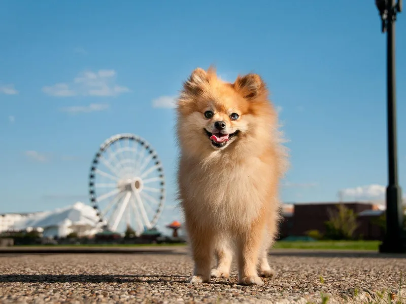 Dee Dee's Pomeranians