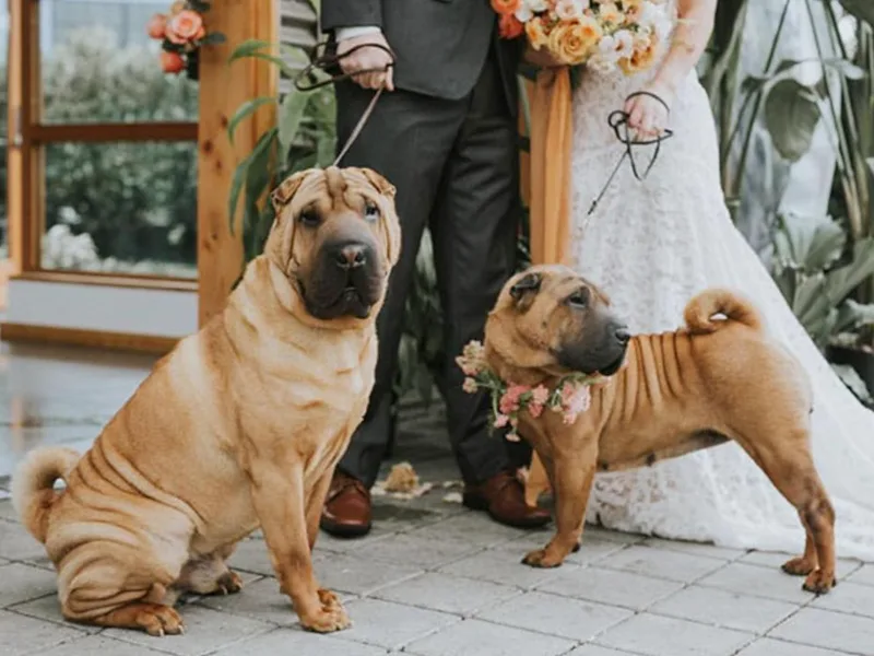 Dee Dee Wells's Chinese Shar-Pei