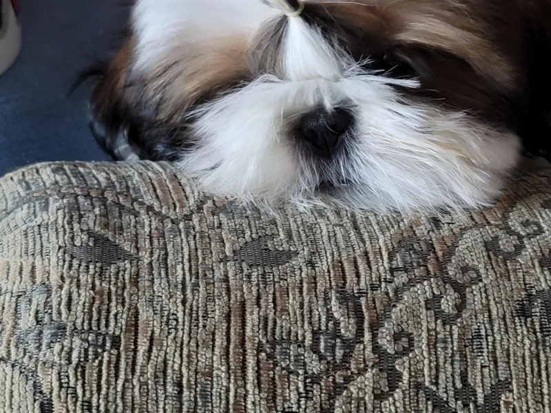 Dee-Jay's Shihtzu