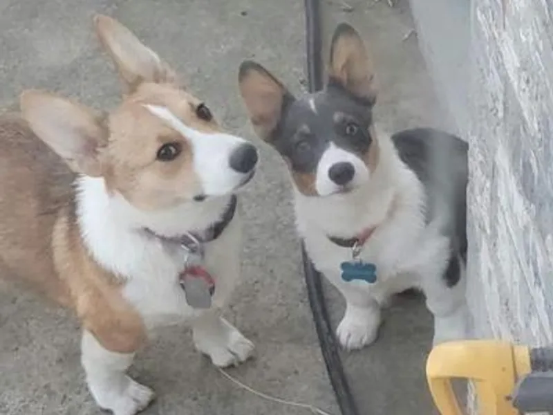 Dee Lux Performance Horses &amp; Corgis