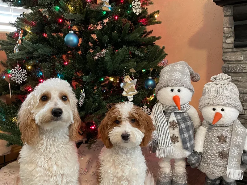 Dee’s Adorable Doodles