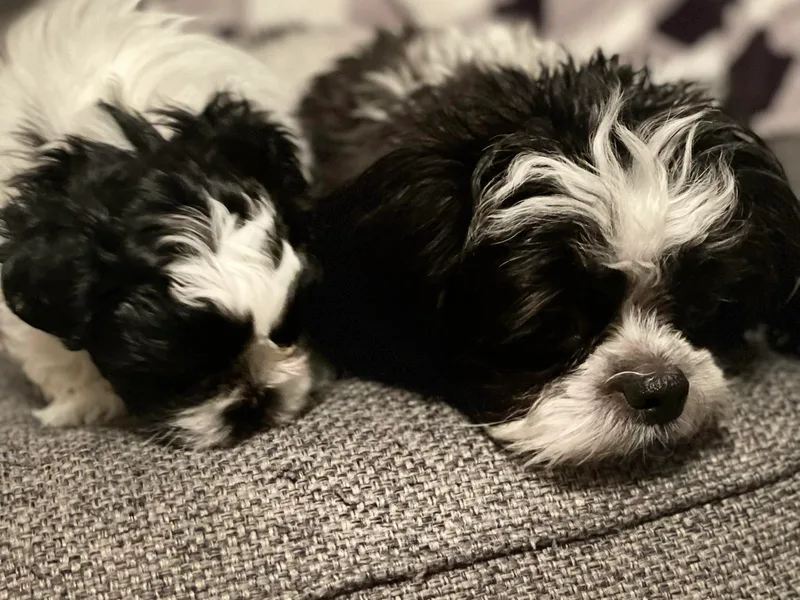 Dee's Shih Tzus