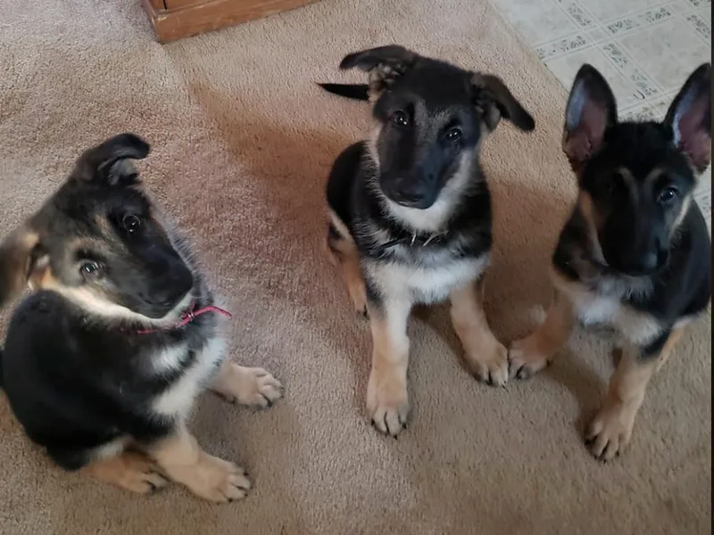 Dee Sims German Shepherds