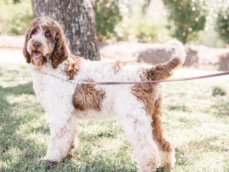 Deek’s Designer Doodles