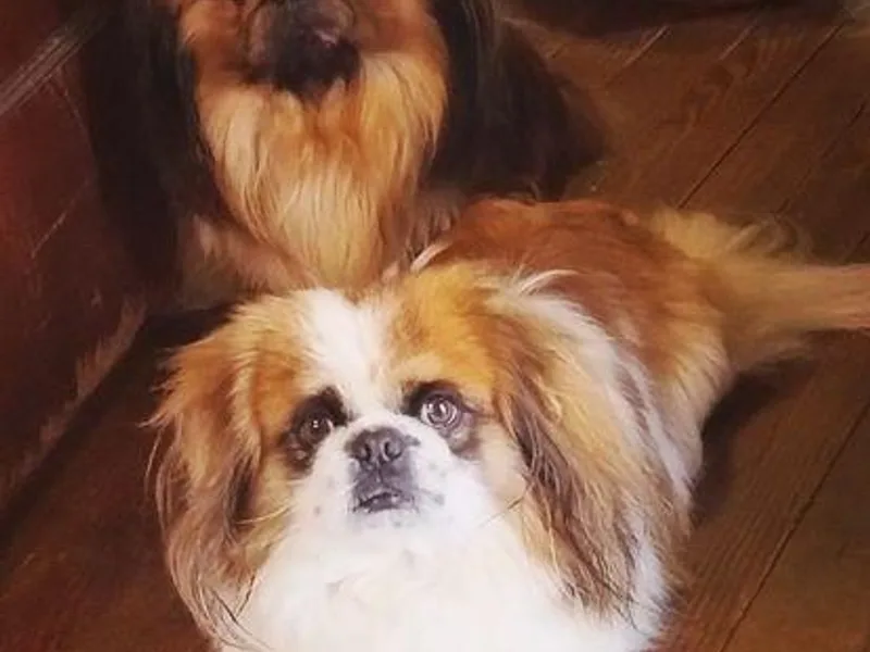 Deena Wood's Pekingese