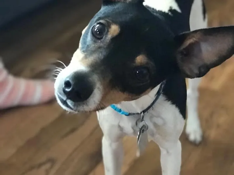 Deenise's Rat Terriers photo 1