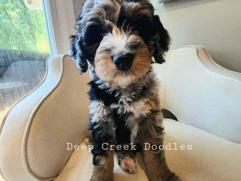 Deep Creek Doodles