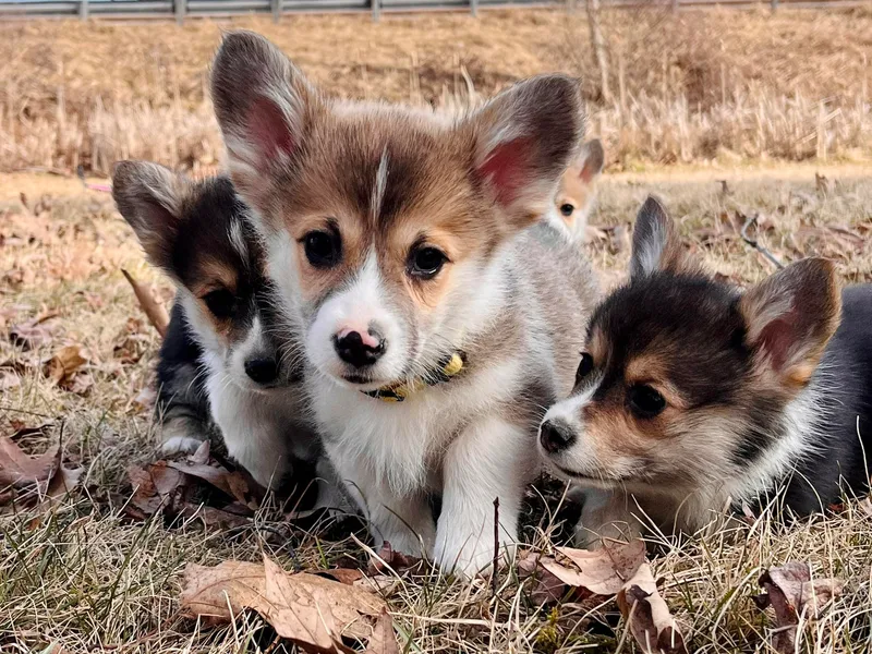 Deep Creeks Pembrokes