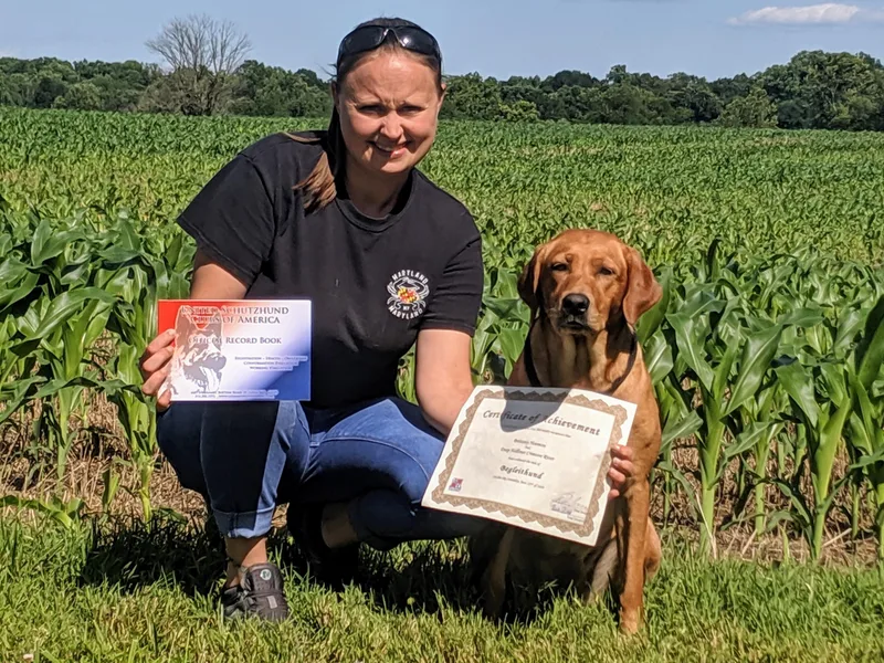Deep Hollow Labrador Retrievers