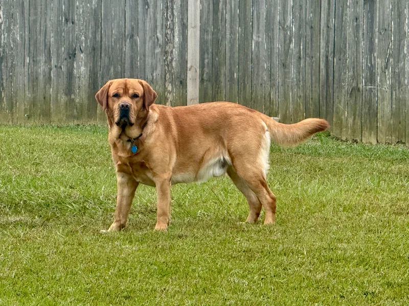 Deep South Labrador Retrievers LLC