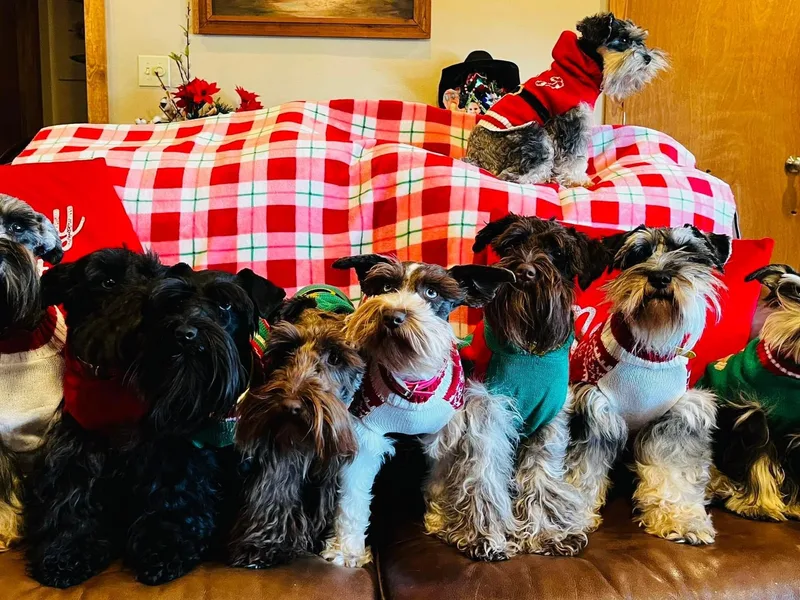 Deep South Miniature Schnauzers