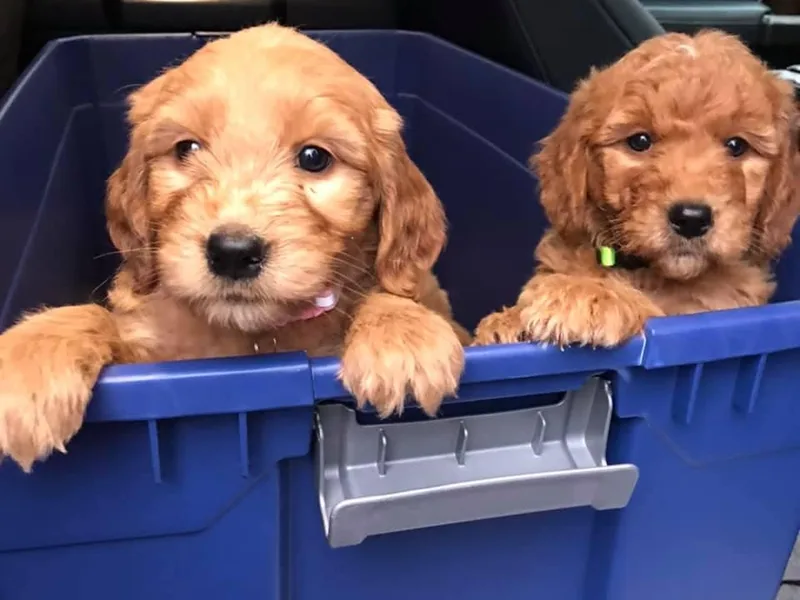 Deer Creek Goldens of WV