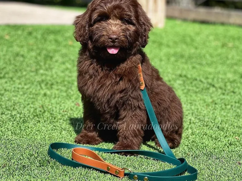Deer Creek Labradoodles