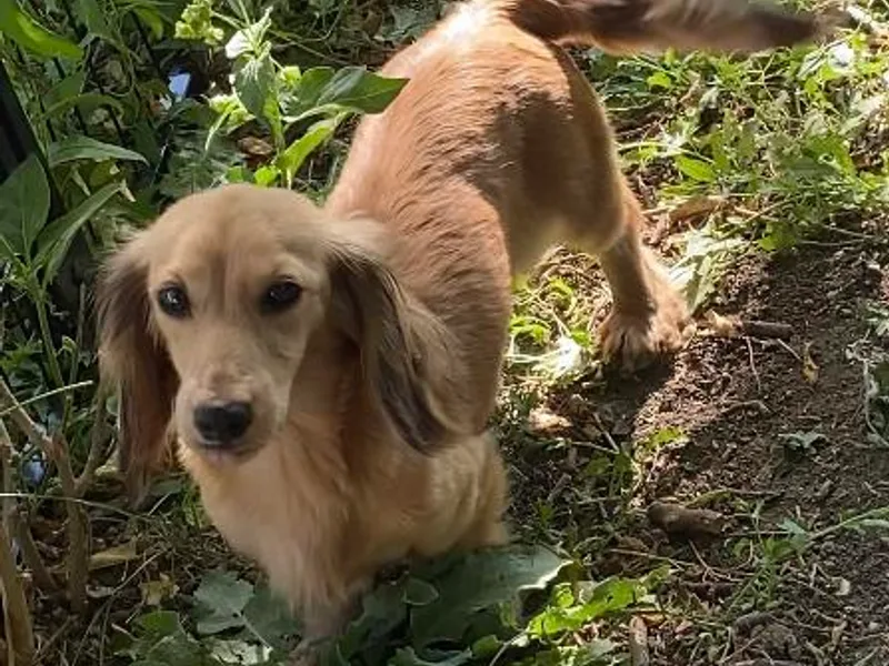 Deer Hollow Dachshunds