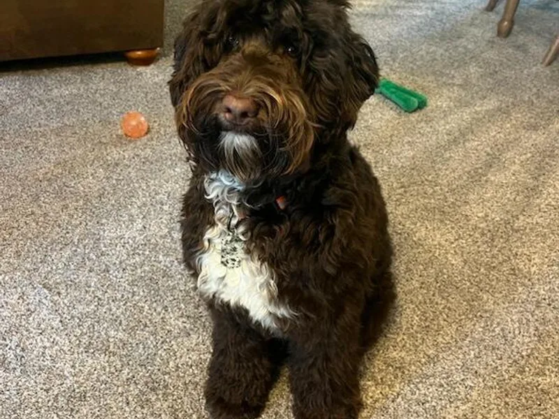 Deer Pines Labradoodles, LLC