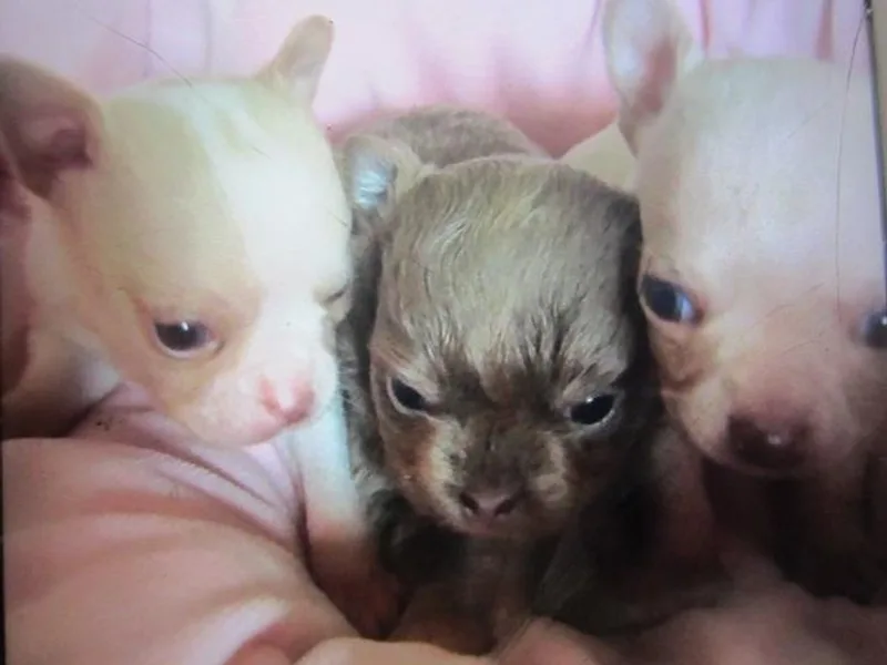 Deer Run Farm Puppies