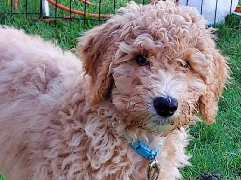 Deerbrook Goldendoodles