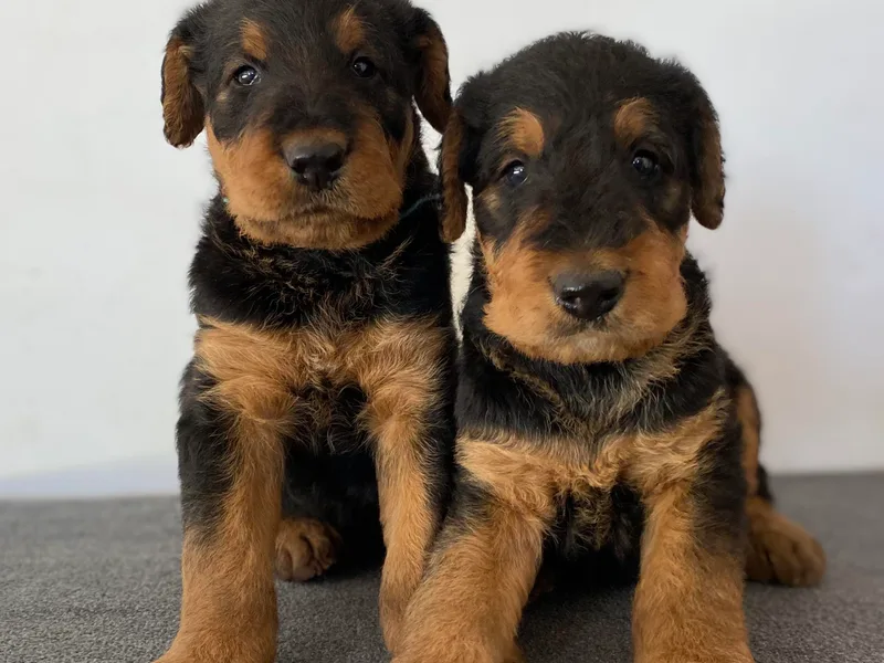 DeerView Airedales