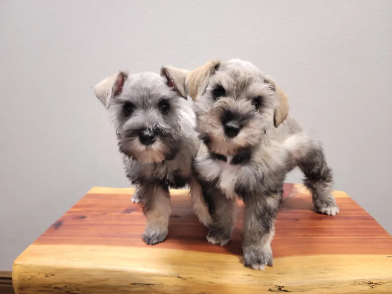 Dees Schnauzers