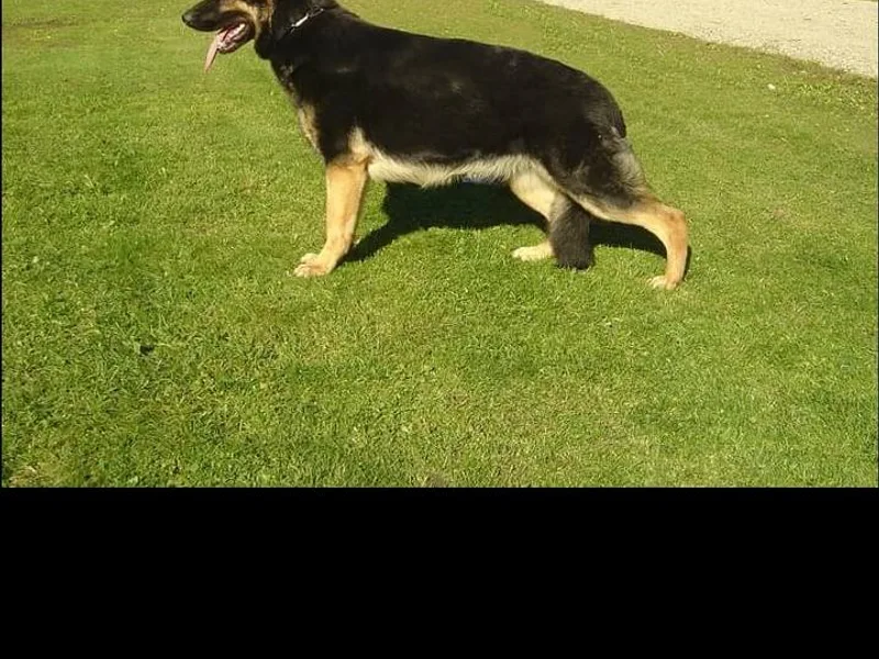 Deestraum German Shepherds